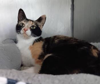 Callie -  Domestic Short Hair Cat Available for Adoption in New Braunfels, Texas - Callie | PetCurious