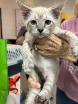 Marty -  Domestic Short Hair Cat for Adoption in Chattanooga, Tennessee - Marty | PetCurious