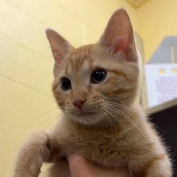 Hang Glider -  Domestic Short Hair Cat for Adoption in Dover, New Hampshire - Hang Glider | PetCurious
