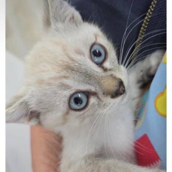Marshmallow -  Domestic Short Hair Cat for Adoption in Escondido, California - Marshmallow | PetCurious