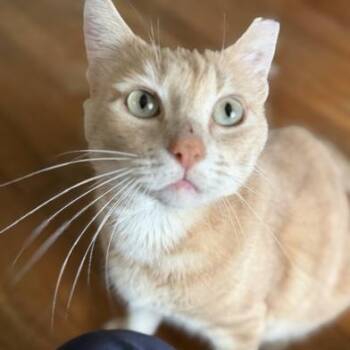 Tabby and Domestic Short Hair Cats Available for Adoption - Butters | PetCurious
