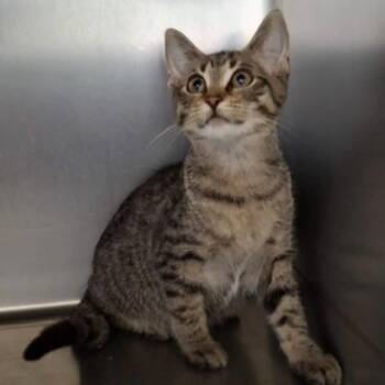 Calypso -  Tabby Cat for Adoption in Wyandotte, Michigan - Calypso | PetCurious