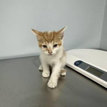 Edward -  Domestic Short Hair Cat for Adoption in Indianapolis, Indiana - Edward | PetCurious