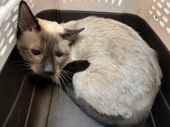 Mocha -  Domestic Short Hair Cat for Adoption in New York, New York - Mocha | PetCurious