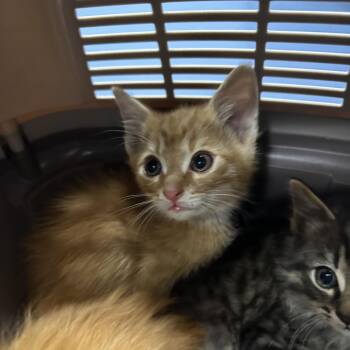 Domestic Short Hair Cats Available for Adoption in Greensboro, North Carolina - Toast | PetCurious