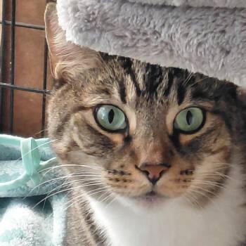 Rescue Domestic Short Hair and Tabby Cats for Adoption in Burlington, Washington - ECHO-(ch) | PetCurious