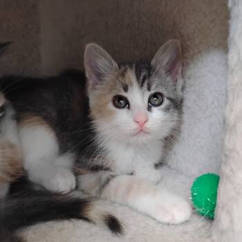 Domestic Short Hair Cats Available for Adoption in Decherd, Tennessee - Liv Morgan | PetCurious