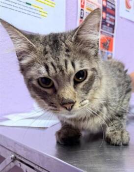 Vermithor -  Domestic Short Hair Cat for Adoption in El Paso, Texas - Vermithor | PetCurious