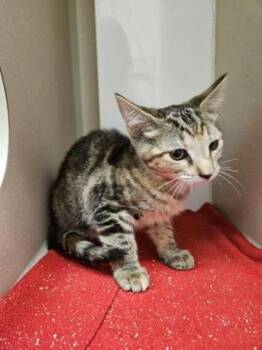 Cheryl Lynn -  Domestic Short Hair Cat for Adoption in Bellevue, Washington - Cheryl Lynn | PetCurious