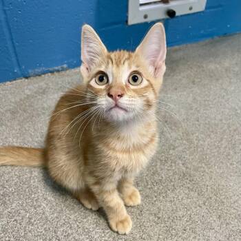 Eastern Redbud -  Domestic Short Hair Cat Available for Adoption in Carencro, Louisiana - Eastern Redbud | PetCurious