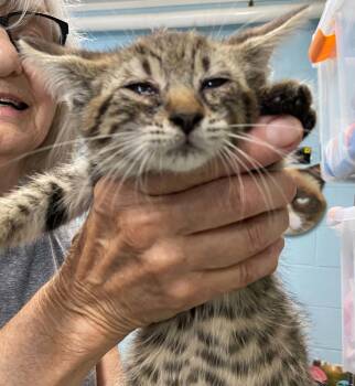 Revolution - At shelter -  Domestic Medium Hair Cat for Adoption in Rustburg, Virginia - Revolution - At Shelter | PetCurious