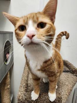 Mollie Harvey -  Domestic Short Hair Cat for Adoption in Cary, North Carolina - Mollie Harvey | PetCurious