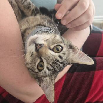 Clark Morano -  Domestic Short Hair Cat for Adoption in Los Angeles, California - Clark Morano | PetCurious