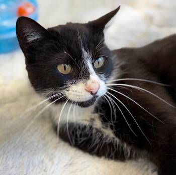 Domestic Short Hair Cats Available for Adoption in Columbia, Illinois - Uncie | PetCurious