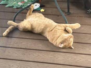 Rescue Domestic Short Hair Cats for Adoption in Rockville, Maryland - Kerwin | PetCurious