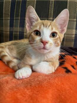 Chippy Dippy -  Domestic Short Hair Cat for Adoption in Hartville, Ohio - Chippy Dippy | PetCurious