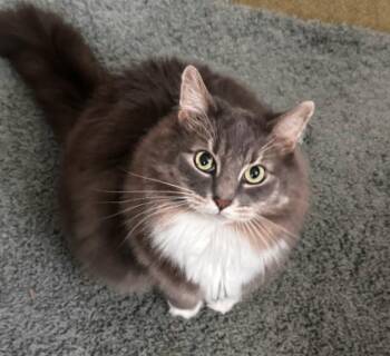 Haily -  Domestic Short Hair Cat for Adoption in Cincinnati, Ohio - Haily | PetCurious