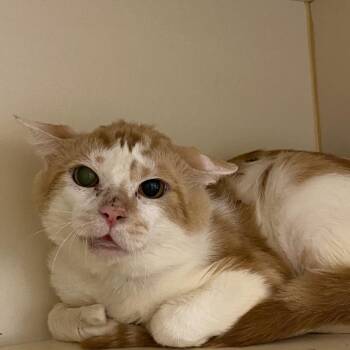 Montel -  Domestic Short Hair Cat for Adoption in Dayton, Ohio - Montel | PetCurious