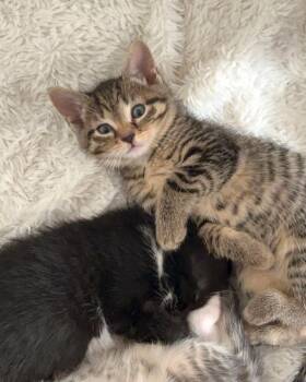 Domestic Short Hair Cats Available for Adoption - Cleo | PetCurious