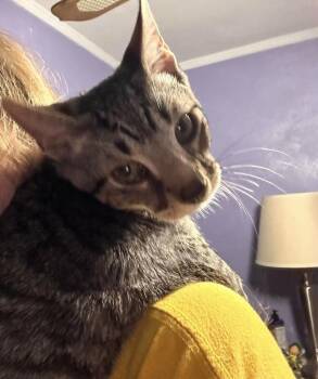 Goose -  Domestic Short Hair Cat for Adoption in Virginia Beach, Virginia - Goose | PetCurious
