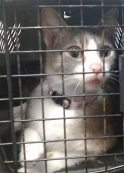 Domestic Short Hair Cats Available for Adoption in Oklahoma City, Oklahoma - ALLISON | PetCurious