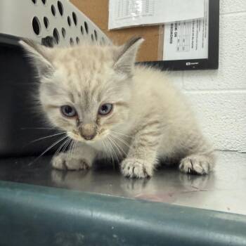 Siamese Cats Available for Adoption - Meemow | PetCurious