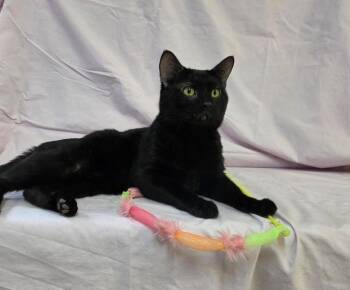 DAXIN -  Domestic Short Hair Cat for Adoption in Ames, Iowa - DAXIN | PetCurious