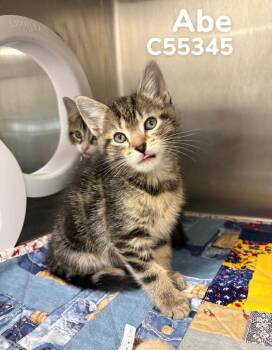 Domestic Short Hair Cats Available for Adoption in Clarksville, Tennessee - Abe | PetCurious