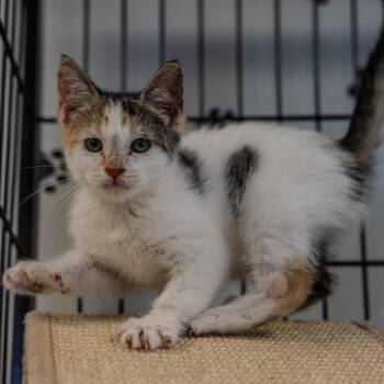 American Shorthair Cats Available for Adoption in Pawling, New York - Coconut | PetCurious