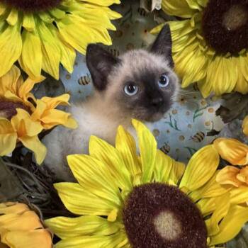 Art Garfunkel -  Domestic Short Hair Cat for Adoption in Toms River, New Jersey - Art Garfunkel | PetCurious
