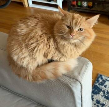 Domestic Long Hair Cats Available for Adoption in Homer Glen, Illinois - Hermes | PetCurious