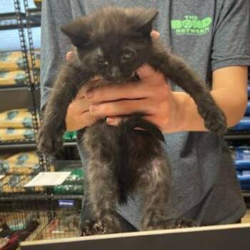 Domestic Short Hair Cats Available for Adoption - Luke C11005 | PetCurious
