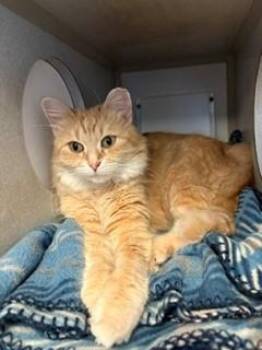 Marigold -  Domestic Medium Hair Cat for Adoption in Mason City, Iowa - Marigold | PetCurious