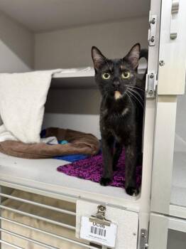 HELEN -  Domestic Short Hair Cat for Adoption in Omaha, Nebraska - HELEN | PetCurious