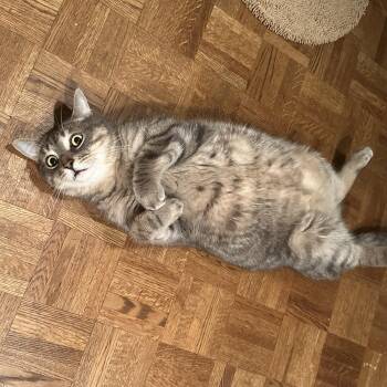 Rescue Domestic Short Hair Cats for Adoption in Brantford, Ontario - Nutmeg | PetCurious