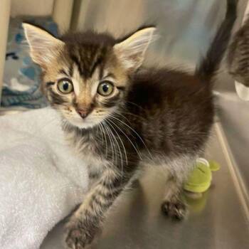 Fire Pit -  Domestic Short Hair Cat for Adoption in Walnut Creek, California - Fire Pit | PetCurious