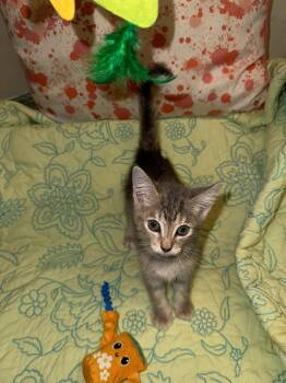 Milo -  Domestic Short Hair Cat Available for Adoption in Houston, Texas - Milo | PetCurious