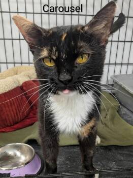 Carousel -  Domestic Short Hair Cat for Adoption in Mears, Michigan - Carousel | PetCurious