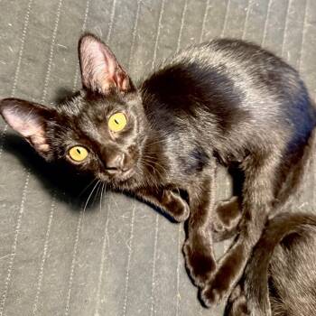 Rescue Domestic Short Hair Cats for Adoption in Lakewood, California - Elvira | PetCurious