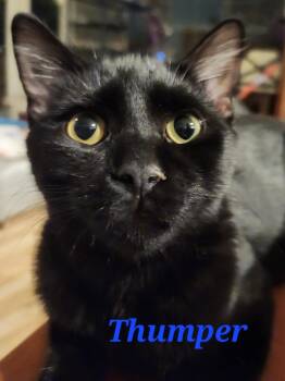 Domestic Short Hair Cats Available for Adoption in Salinas, California - Thumper | PetCurious
