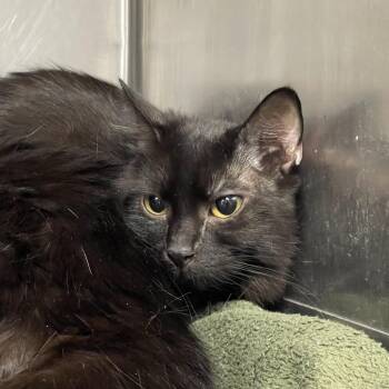 Reese -  Domestic Medium Hair Cat for Adoption in Tulsa, Oklahoma - Reese | PetCurious