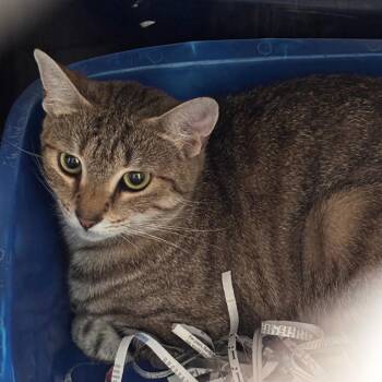 Taffy -  Domestic Short Hair Cat for Adoption in Philadelphia, Pennsylvania - Taffy | PetCurious