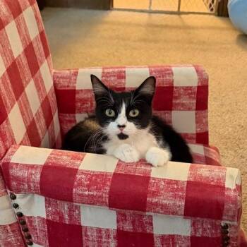 Penny -  Domestic Medium Hair Cat for Adoption in Houston, Texas - Penny | PetCurious
