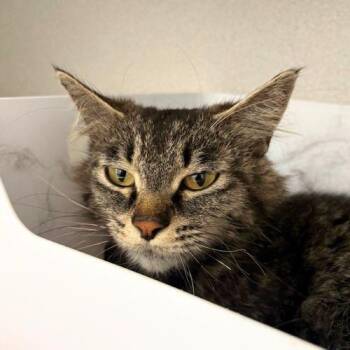 Domestic Medium Hair Cats Available for Adoption in Aurora, Colorado - DAPHNE | PetCurious