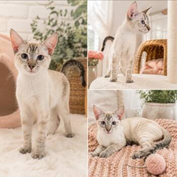 Sophia -  Siamese Cat for Adoption in Gun Barrel City, Texas - Sophia | PetCurious