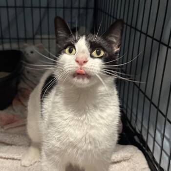 Cleopatra -  Domestic Short Hair Cat Available for Adoption in Mount Laurel Township, New Jersey - Cleopatra | PetCurious