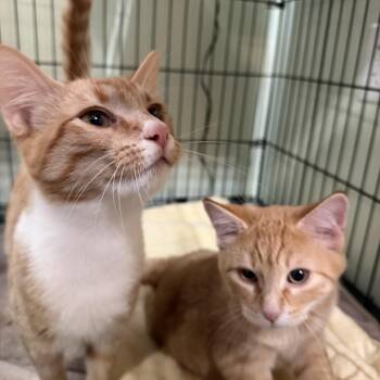 Archie -  Domestic Short Hair Cat for Adoption in Kent, Washington - Archie | PetCurious