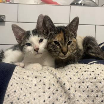 Domestic Short Hair Cats Available for Adoption - Absolute Snuggle Bugs\Eenie And Meenie! | PetCurious