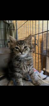 Domestic Long Hair Cats Available for Adoption in Sneads Ferry, North Carolina - Dale | PetCurious