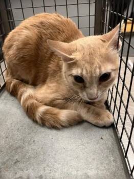 ZUMI -  Domestic Short Hair Cat for Adoption in Las Vegas, Nevada - ZUMI | PetCurious